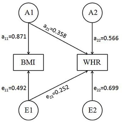 Genetics of Obesity Traits: A Bivariate Genome-Wide Association Analysis